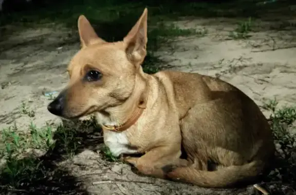 Найдена собака на ул. Муравьëва-Апостала, д. 7