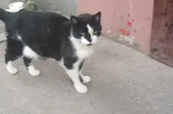 Найден стерилизованный кот с белой грудкой в Санкт-Петербурге