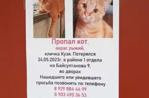 Пропала кошка на ул. Байсултанова, 9 (Вознаграждение)