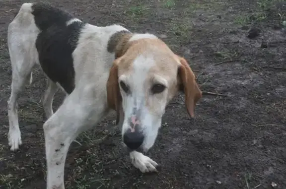 Найдена худая собака в Деревне Воронино, Калужская область