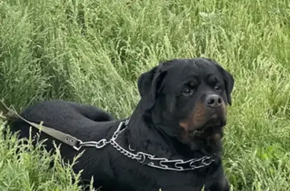Собака Ротвейлер найдена в Саратове