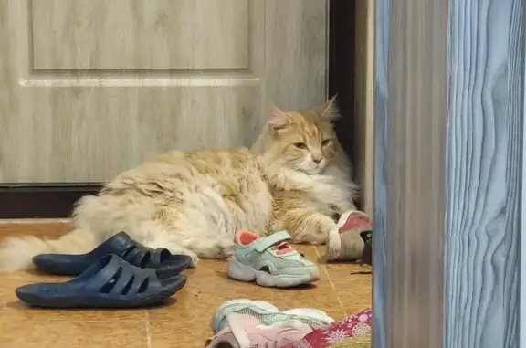 Пропала кошка на Донской, 15, Воронеж
