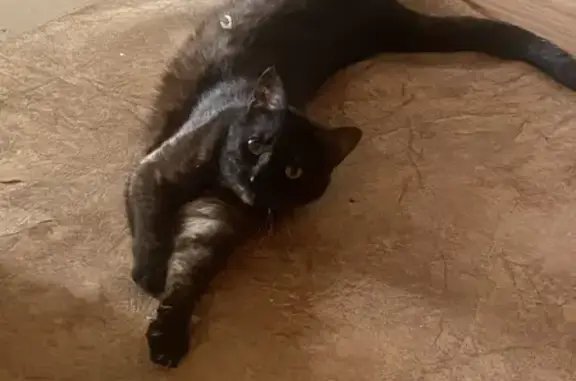 Потерянные животные Смоленск, фото: Пропала кошка на ул. Багратиона, 59 в Смоленске