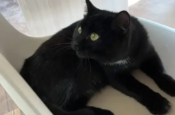Пропала черненькая кошка с сердечком на Гагарина 35, Ханты-Мансийск