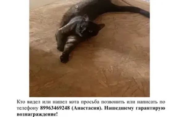Пропала черная кошка на ул. Багратиона, 59 в Смоленске