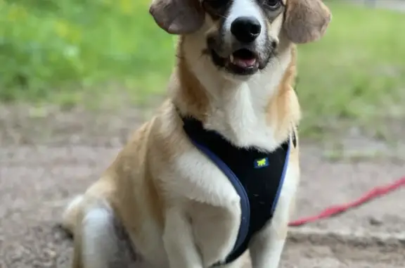 Пропал пес Хук в парке Малевич, Одинцовский район, порода корги с биглем, на ошейнике адресник.