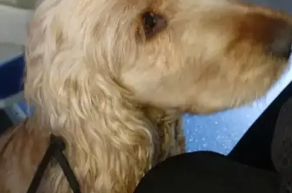 Собака Кокер палевый найдена в Петербурге