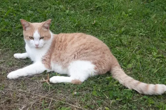 Пропал кот в Дедовом Поле, Архангельская область