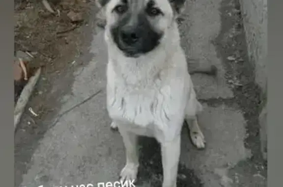 Пропала собака на ул. Достоевского, 34, Шахты.