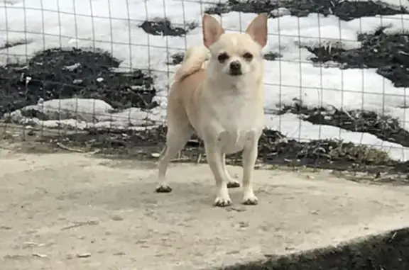 Пропала собака чихуахуа на Кооперативной улице, вознаграждение за находку.