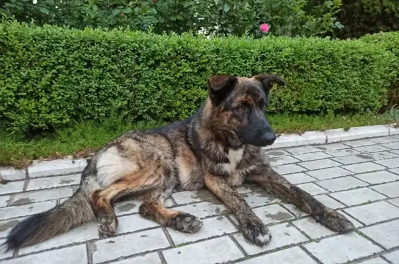 Найдена собака в поселке Николаевка, Крым.