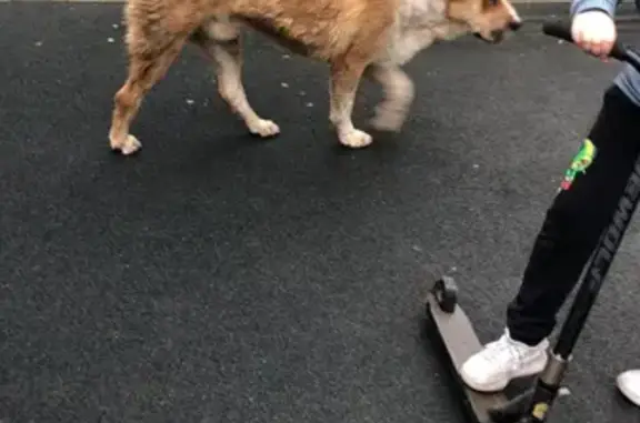 Пропала собака породы Алабай на ул. 40 Лет Победы, Балашиха
