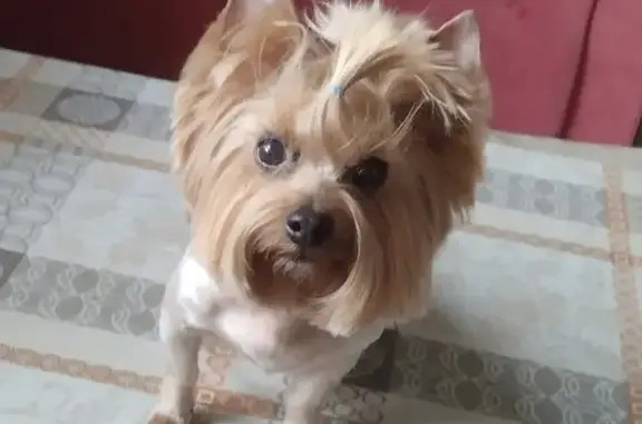 Объявления о пропавших и найденных животных, Ленинградская область, фото: Пропала собака Жози на 1-й линии, Кипенское сельское поселение