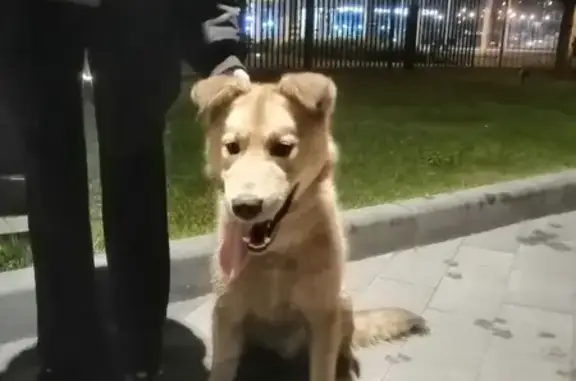 Собака в ошейнике на улице Дыбенко, Москва.