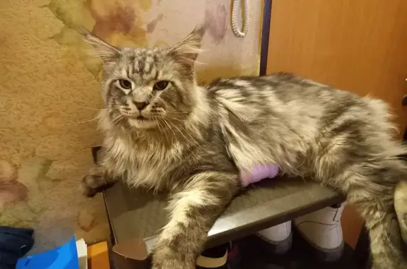 Кошки потеряшки, Новосибирск, фото: Потеряшка кот на Нарымской, 25, Новосибирск