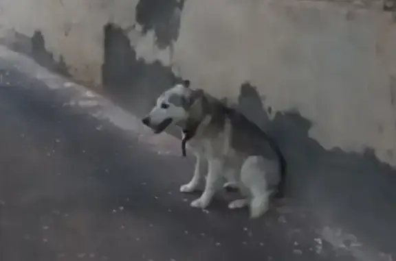 Собака найдена на улице Бахчиванджи, 15, Ахтубинск