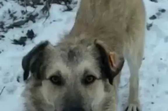 Пропала собака Кличка Серж на Коммунистической, 62А, Волгоград