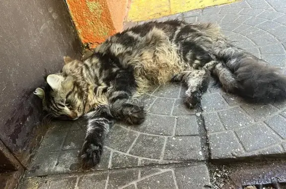 Найдена кошка на проспекте 60-летия Октября