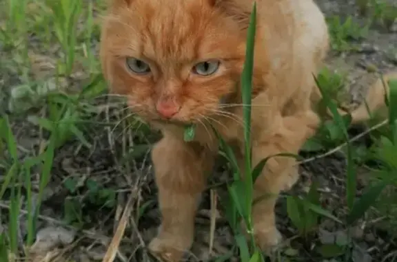 Найден рыжий кот в Садовом переулке, Томск