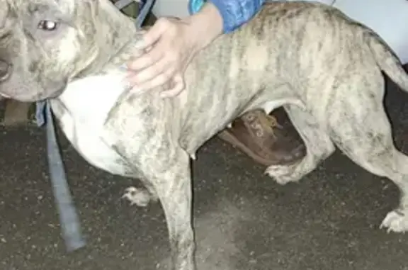 Собака Стаффордширского терьера найдена в Подольске.