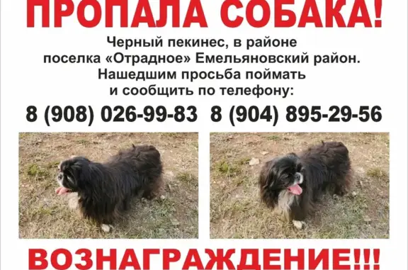 Пропала собака Пекинес в Красноярском крае
