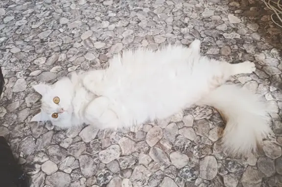 Пропала кошка на Пушкинской улице