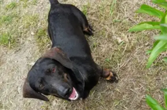 Найдена собака в Ериковском сельсовете, Белгородская область