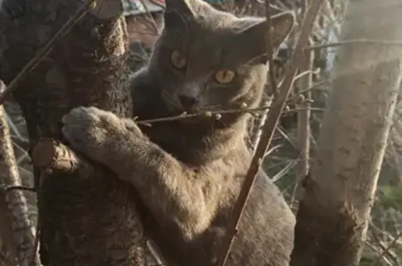 Пропал молодой котик на Ударной улице, Бийск