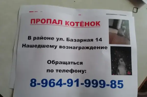Пропала кошка Рик на Базарной, 14, Кропоткин