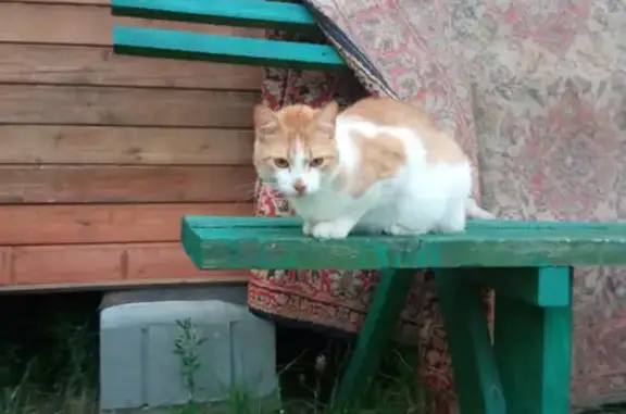 Пропала кошка МАРКИЗА в СНТ Железня, Московская область