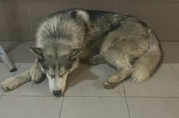Собака-хаски найдена на Вокзальной площади, Астрахань