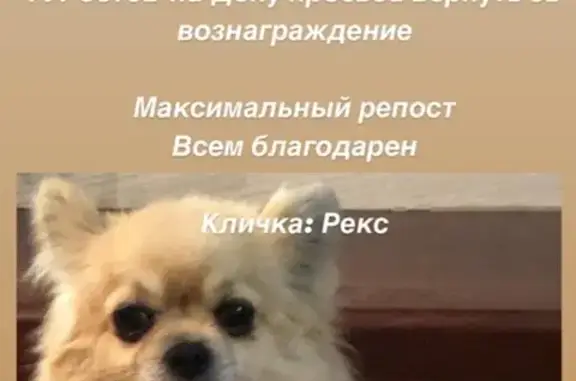 Найдена собака, Ростов-на-Дону, фото: Пропала собака на улице Зенитчиков, 58 в Ростове-на-Дону