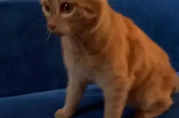Найдена рыжая кошка на Дорожной, 15
