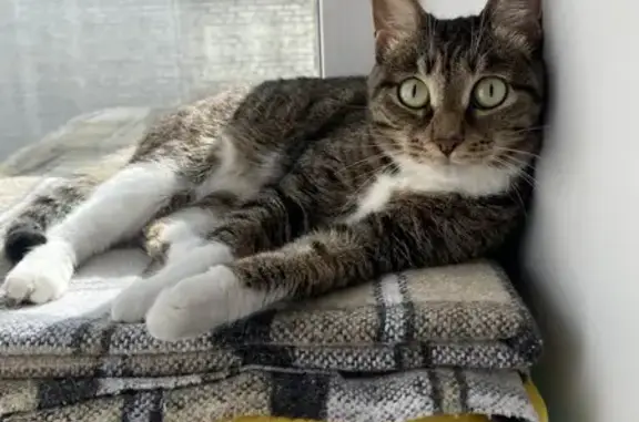 Кошки потеряшки, Улан-Удэ, фото: Потеряшка полосатая кошка на улице Мокрова, 28А, Улан-Удэ