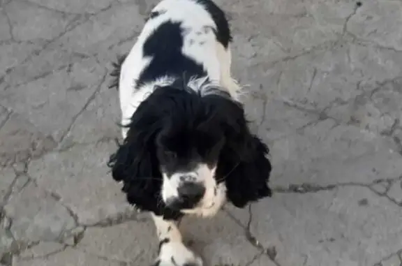 Найдена собака возле магазина на Комсомольской ул. в Омске