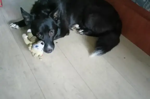 Собаки потеряшки, Нижний Новгород, фото: Потеряшка собака на Южном шоссе 22Б, Нижний Новгород