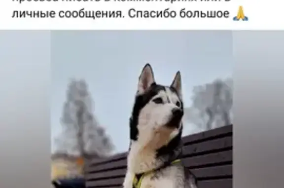 Собаки потеряшки, Ленинградская область, фото: Потеряшка хаски на Приозерском шоссе, 17