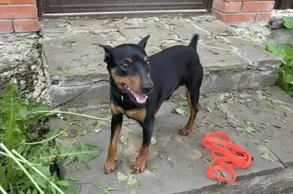 Собака найдена в СНТ Электрик ЛМС, Москва