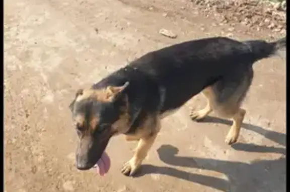Найден добрый пёс Рич в Московской области