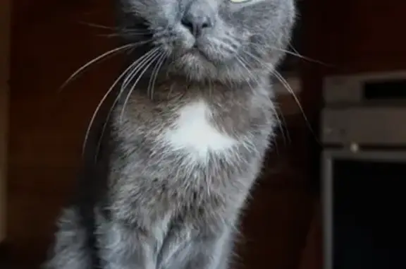 Кошки потеряшки, Улан-Удэ, фото: Потеряшка кошка на ул. Стартовая, помесь с британцем, кличка Пуся