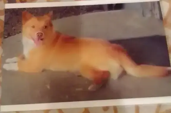 Пропала собака Рыжик на Ворошиловском проспекте, Ростов-на-Дону