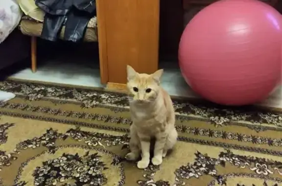 Кошки потеряшки, Киров, фото: Потеряшка кот на улице Лепсе, Кировская область