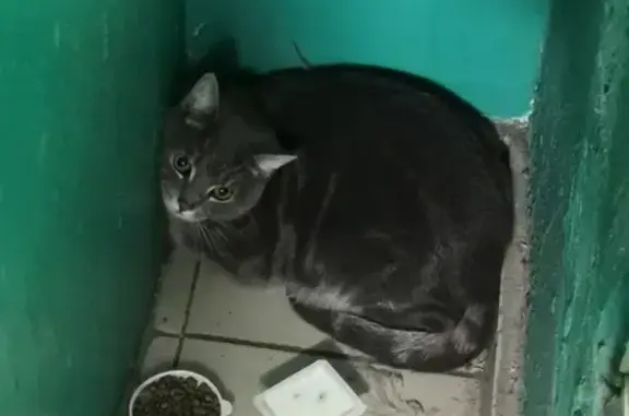 Найден домашний котик на ул. Добровольского, 34