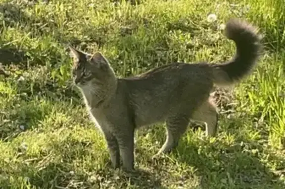 Пропала кошка в Волковичах, Тульская область