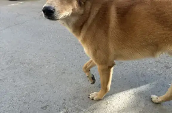 Найдена собака на улице Объединения, 21, Новосибирск.