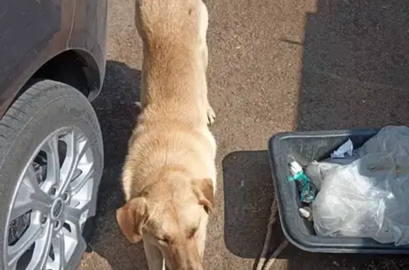 Найдена собака в районе ЖД вокзала, ищем хозяев. Центральная площадь, Тюмень