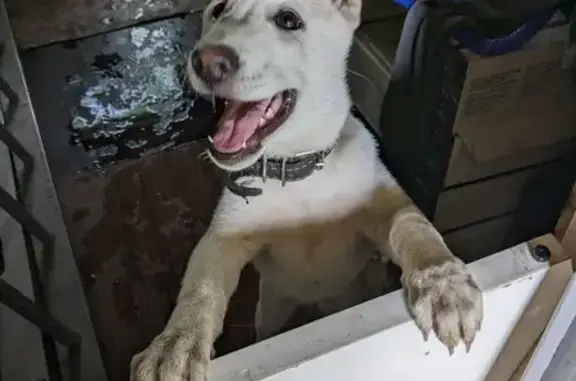 Найдена собака, Нижний Новгород, фото: Найден щенок на Знаменской ул., 21 в Н. Новгороде
