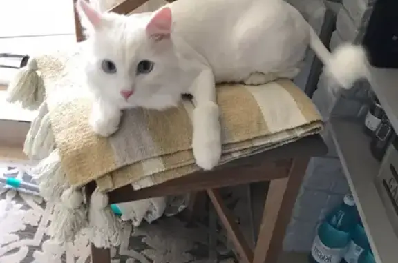 Кошки потеряшки, Набережные Челны, фото: Потеряшка белый кот 17/10 в Набережных Челнах