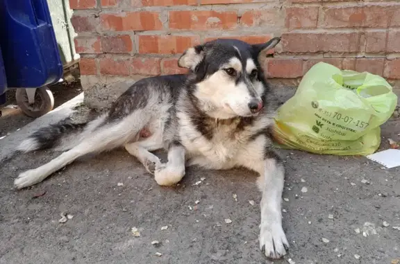 Собака найдена на ул. Комсомольской 18, Челябинск