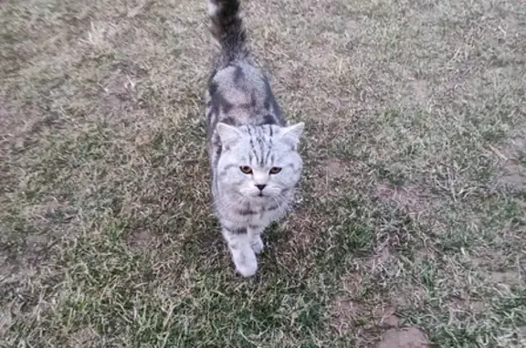 Найден взрослый кот в Завьялово - Каменное